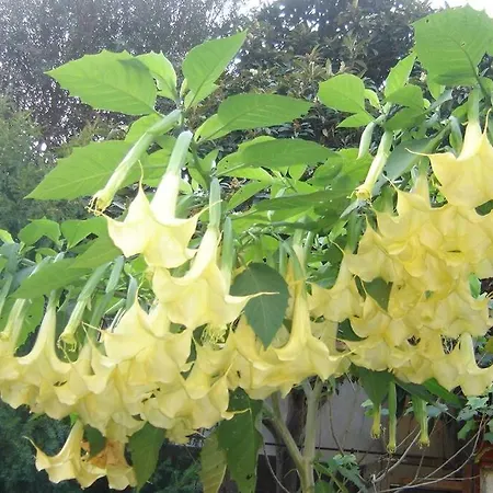 Lägenhet L'annexe Menton